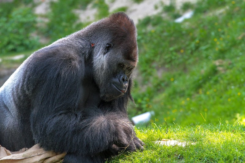 Gorilla in the jungle